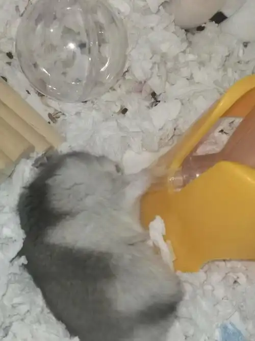 如题仓鼠 侏儒仓鼠 养鼠日常