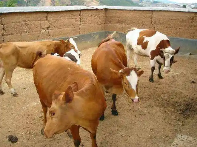 农村养牛的发家致富卖牛奶收益可观老人小孩都爱喝