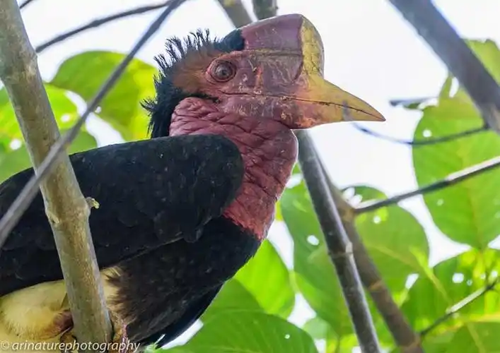 亚洲拯救濒危盔犀鸟