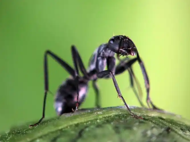 多变形态黑蚂蚁图片第12张