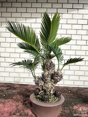 亦乐乎,用他的一句玩笑话,玩盆景者真该再活500年[偷笑][愉快][捂脸]