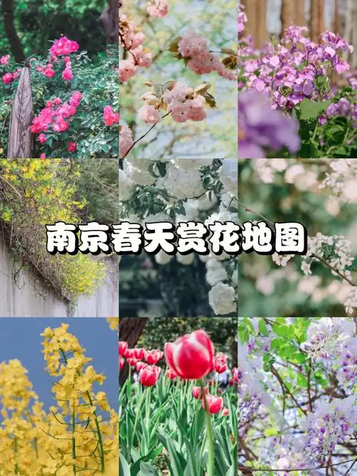 南京春天赏花地图樱花绣球蔷薇百花开