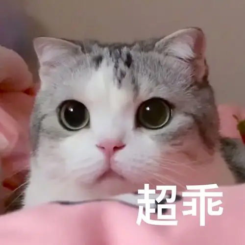 猫咪表情包可爱