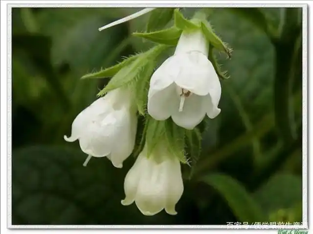 倒挂小银铃,乐出小白牙