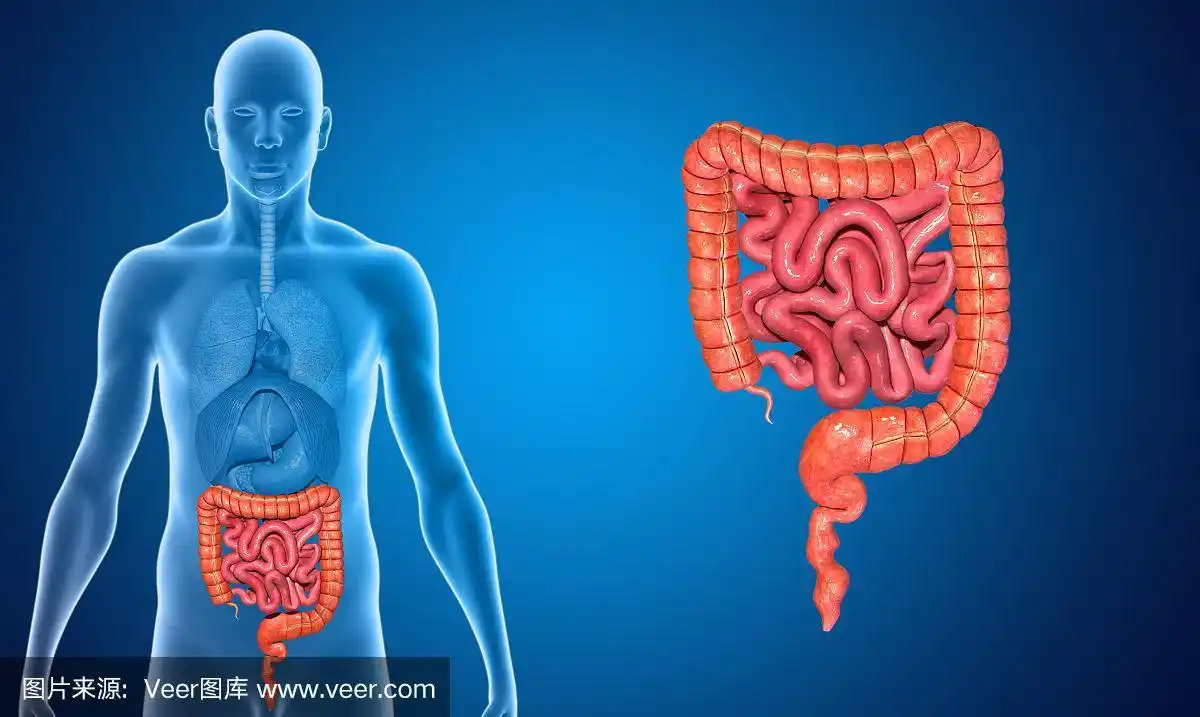 小肠和大肠