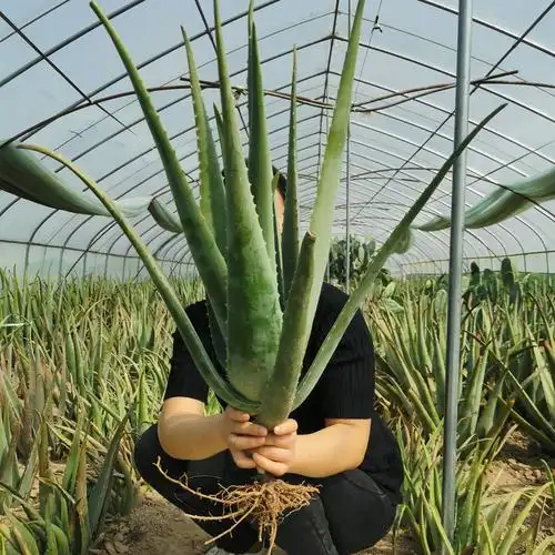 库拉索芦荟(库拉索芦荟的功效与作用)