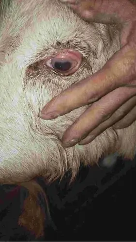 我家羊前两天咳嗽流鼻涕灌双黄连时不小心流进眼睛里了这两天眼睛流泪