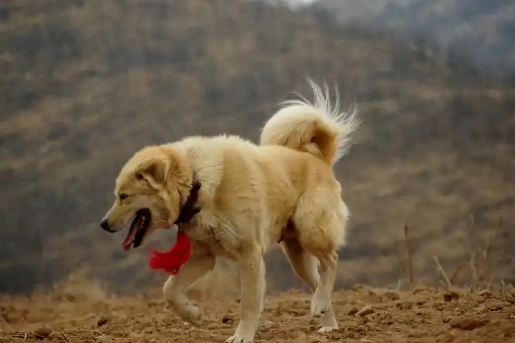 太行山犬中的大笨狗,是最称职的"劳动者"