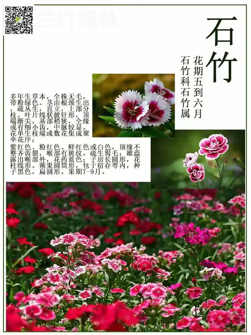 每日绿植介绍.#石竹 第四十四篇  石竹 别名:石竹,别名 - 抖音