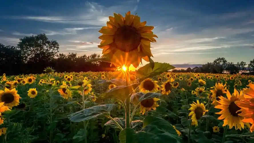 像向日葵一样努力朝着阳光微笑