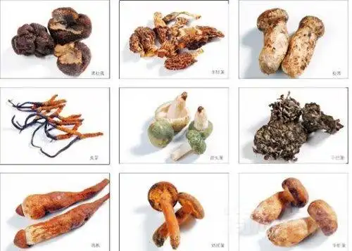 秋季必食:让野生菌上桌