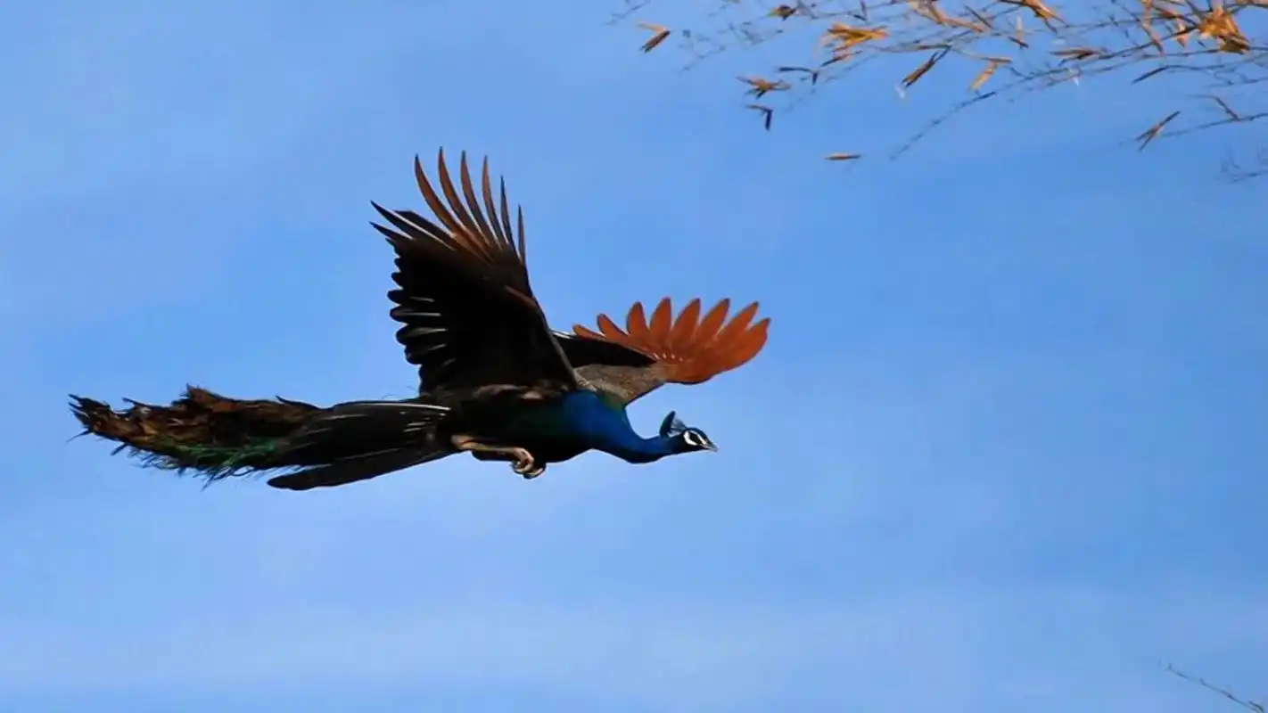 据说孔雀飞翔非常罕见 运气好到爆才可以看到 要是被人艾特看孔 - 抖