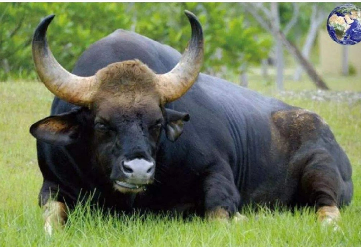 牛属动物的六个种之一,占有重要的分类学地位,是肉用型的地方品种和