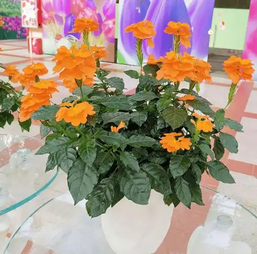 3,恰当的水肥管理鸟尾花对光照的适应性比较强,喜欢