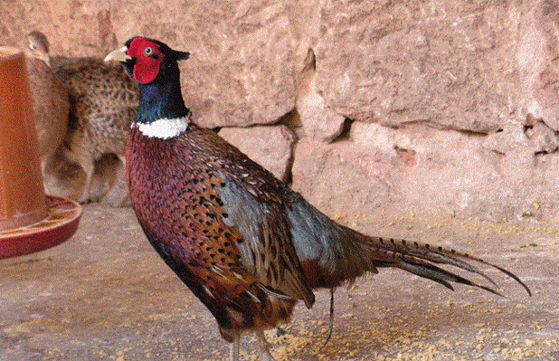 农业知道 农业图鉴 > 正文白化山鸡是一种羽毛全部为白色的山鸡品种