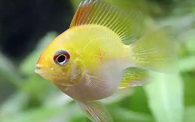 金波子是什么鱼? - 百科 - 酷钓鱼