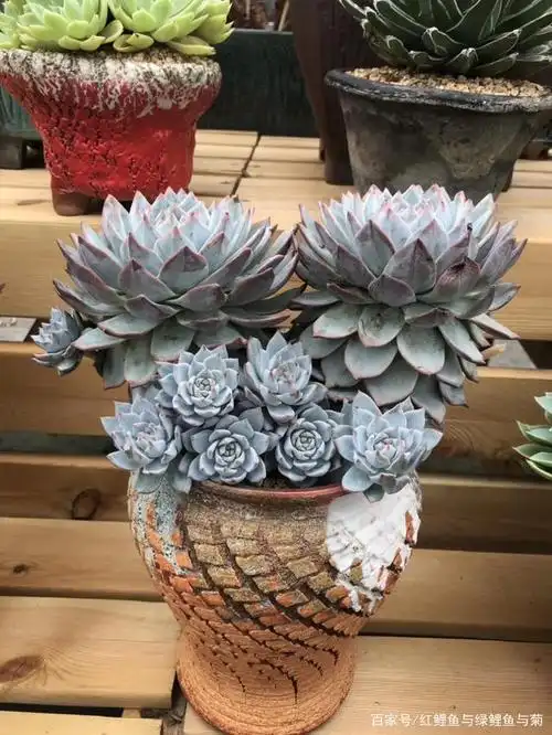 多肉老桩集锦,压轴的全是逆天极品!