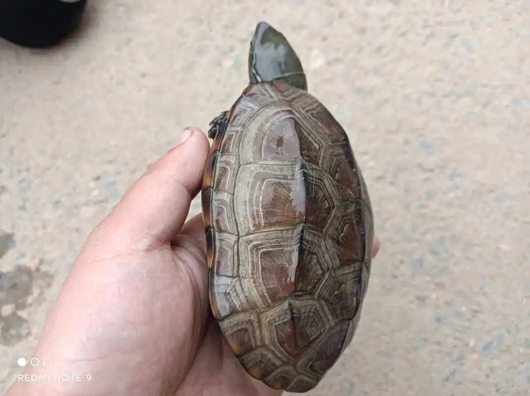 刀刻纹红壳黑腹大母草龟,就说漂亮不?