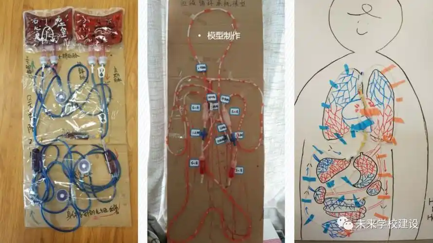 比如,自己动手制作身体各部的毛细血管模型,血液循环系统模型以及动手