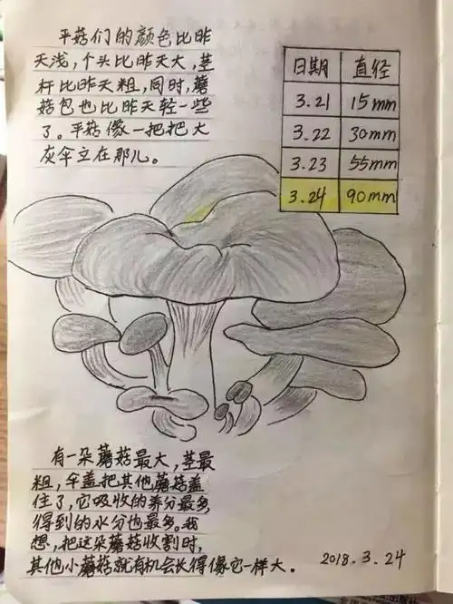 【你好!大自然】第57期:9岁娃的蘑菇养成记