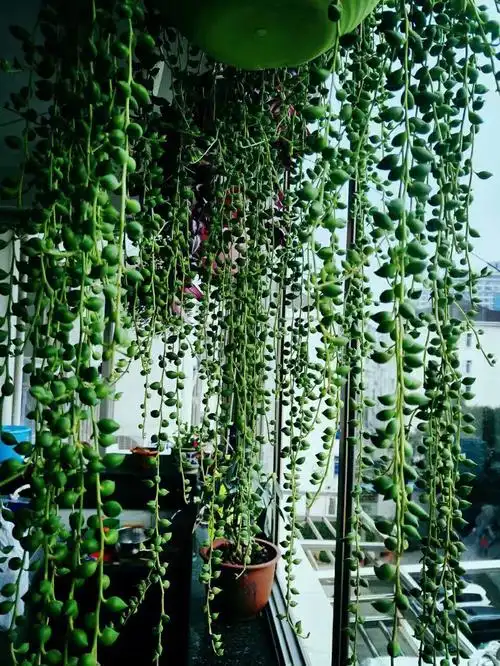 情人泪佛珠紫玄月