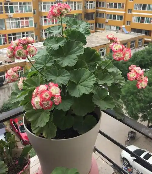 天竺葵日碗美如玫瑰皮实好养阳台养一棵冬天也有花看