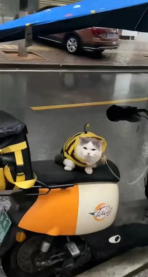 跟着送外卖的小猫咪,看见主人回来了,乐得牙齿都出来了#猫咪开心的事