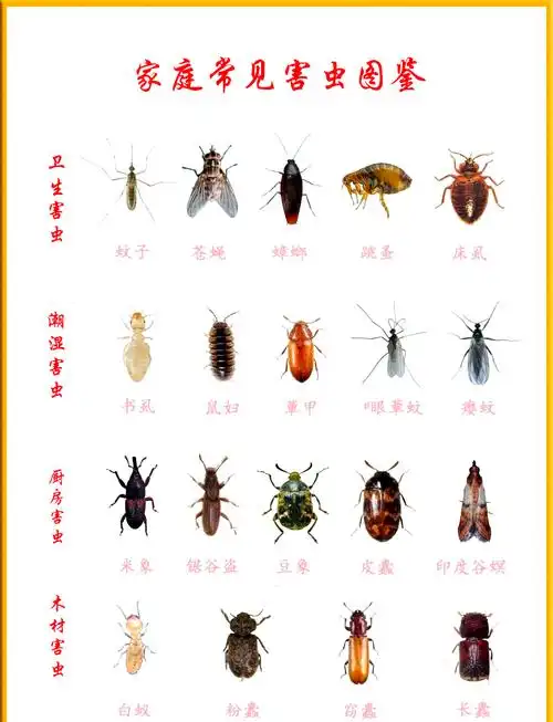 🐛家庭常见虫子图鉴大揭秘🔍