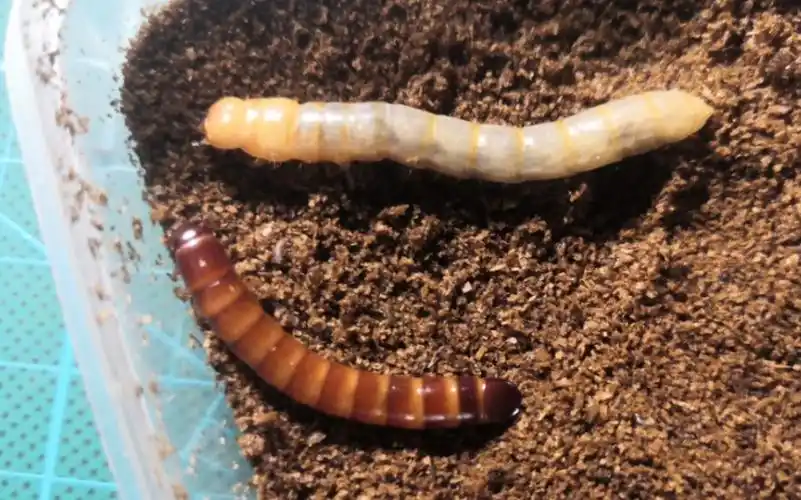 野采遇两只拟步甲科幼虫～_哔哩哔哩_bilibili