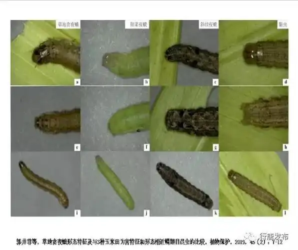 我县召开2019年草地贪夜蛾防控工作会