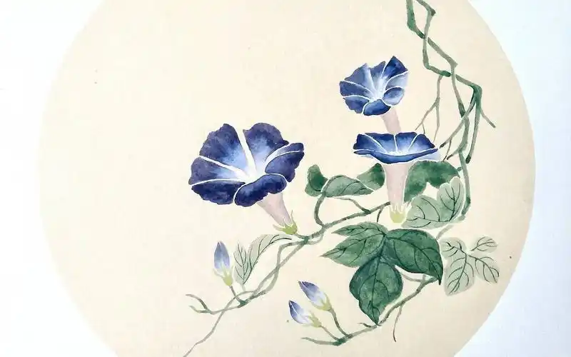 国画教程国画零基础教学没骨牵牛花