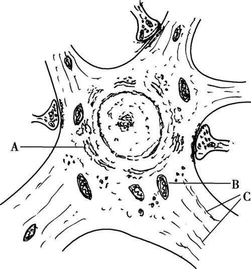 胚胎期尚未分化成熟的神经元或幼稚神经母细胞中可见.