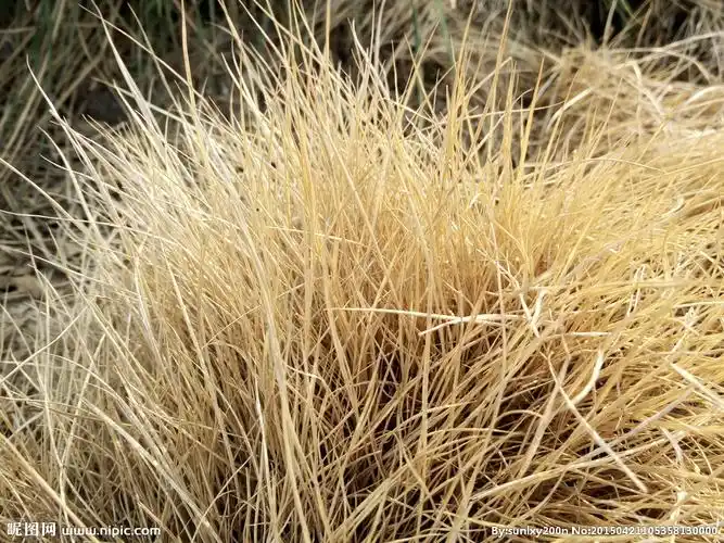 rgb30共享分×关 键 词:枯草 草 干草 荒草 植物 园林风景 草素材 草
