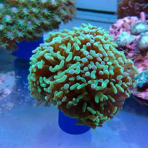 榔头珊瑚品牌精品汇聚_价格大全 pc版 -最宠网