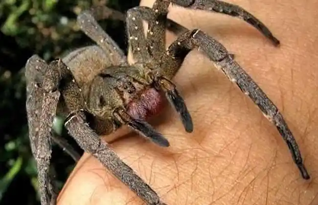 世界十大最恐怖毒蜘蛛_农业图片网 - 撒哈拉