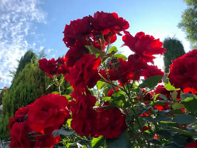 保加利亚玫瑰谷开幕式/2018年6月1日