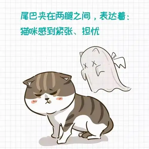 猫咪的尾巴有什么用?10大猫尾体位内涵图