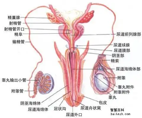 附睾结核的病因病机