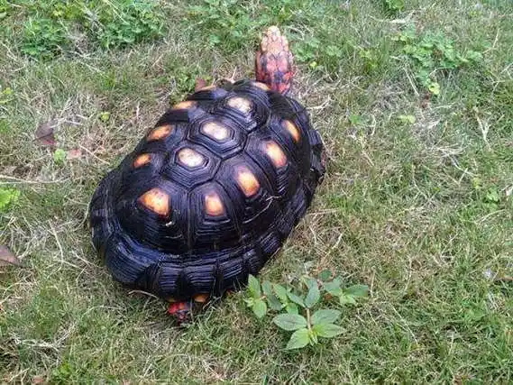 红腿陆龟吃什么蔬菜