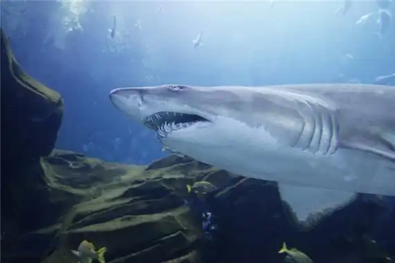尖头七鳃鲨拥有七对鳃裂的鲨鱼头很尖的鱼类