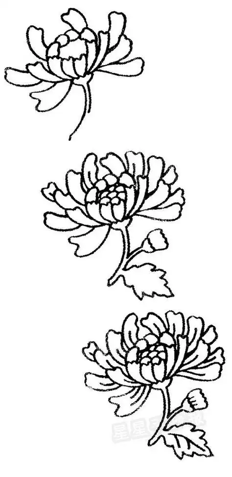 简笔画菊花简笔画菊花怎么画