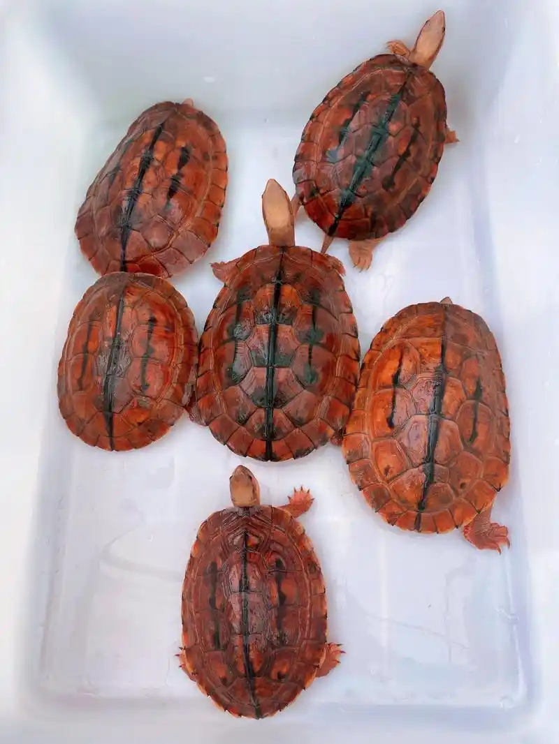 极品金钱龟越南大米公,只只猛男!