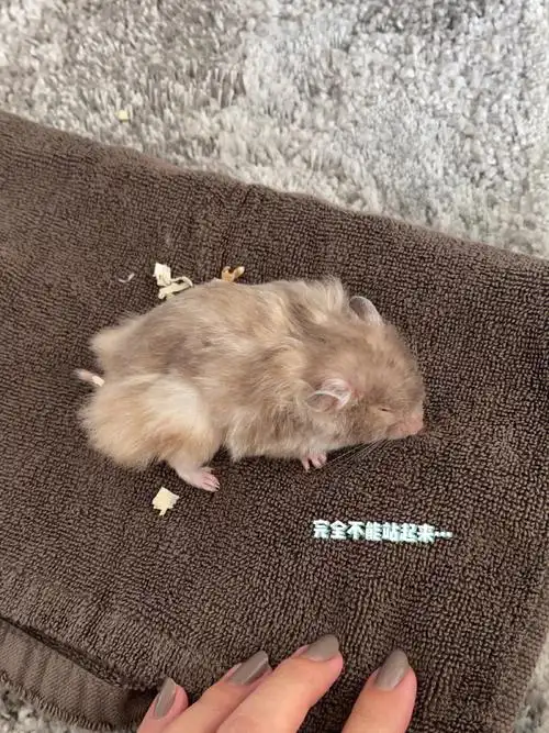 金丝熊伪冬眠!急救攻略