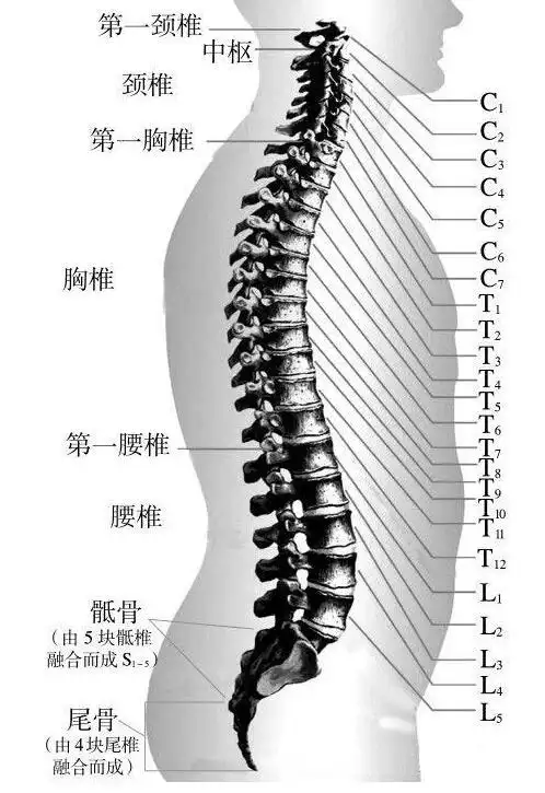 脊椎讲座福州骨科医院的专家剖析颈椎c1l5