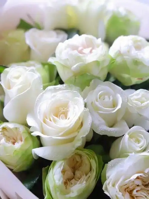上海花店|纯净白玫瑰