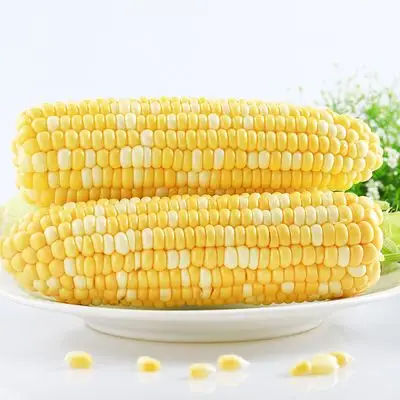 【第二份半价】现摘金银水果玉米5斤