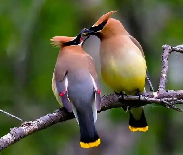 原创双角犀鸟动物界最恩爱的夫妻鸟界的模范丈夫