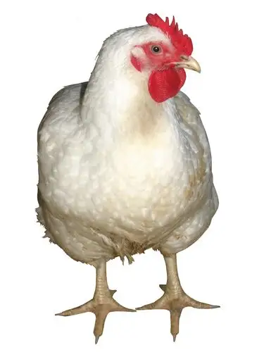 胖胖的母鸡图片 家禽,鸡,母鸡,胖胖的母鸡