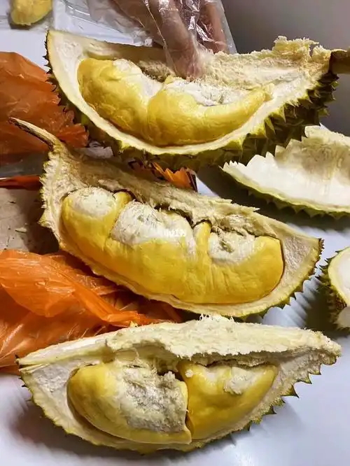 青尼榴莲6015报恩榴莲