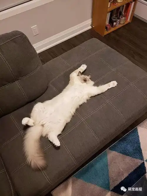 躺着睡觉对喵星人姿势太可爱了吧